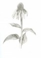 /album/photo-gallery-art-4-sale/study-of-flower-jpg2/